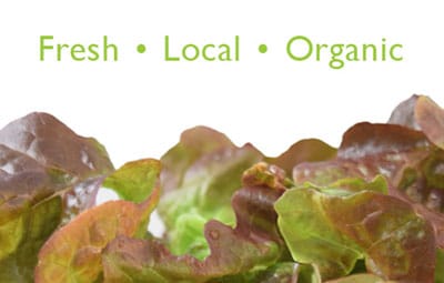 Fresh Local Organic Lettuce